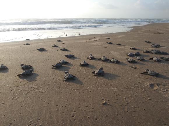 SPI, Boca Chica sea turtle nesting season begins