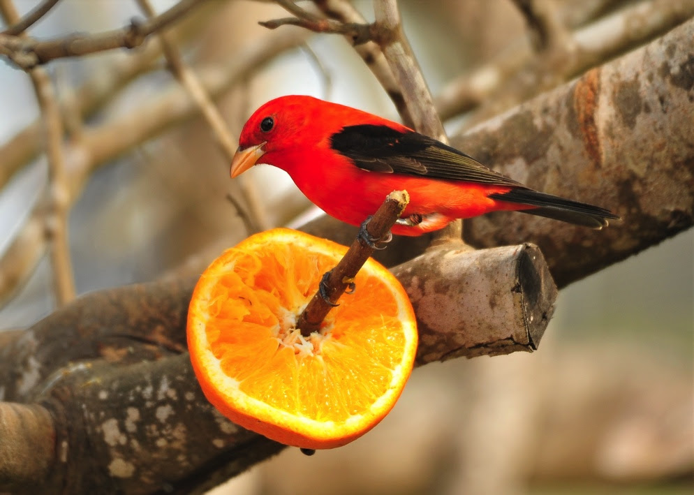 A scarlet tanager on a tree branch