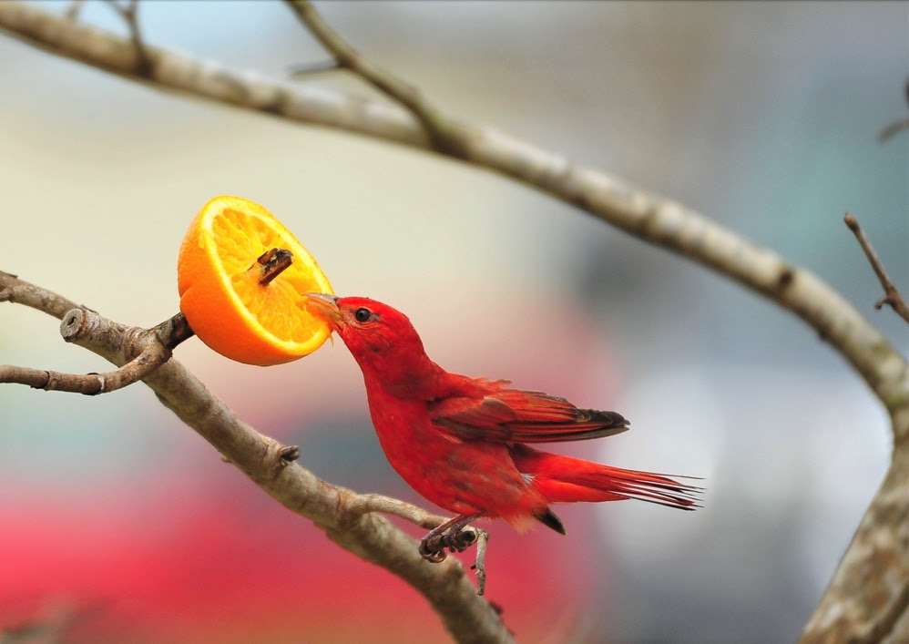 A summer tanager on a tree branch eating an orange