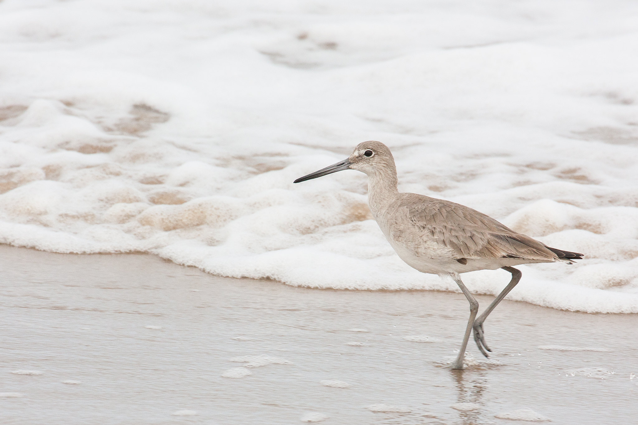 A willet dips its toes into the water on Boca Chica Beach.