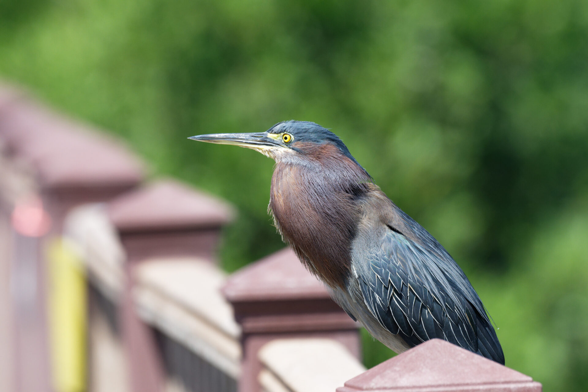 A green heron finds a prominent perch to keep an eye on visitors at the South Padre Island Birding, Nature Center and Alligator Sanctuary. (Rick Kelley/Valley Morning Star)