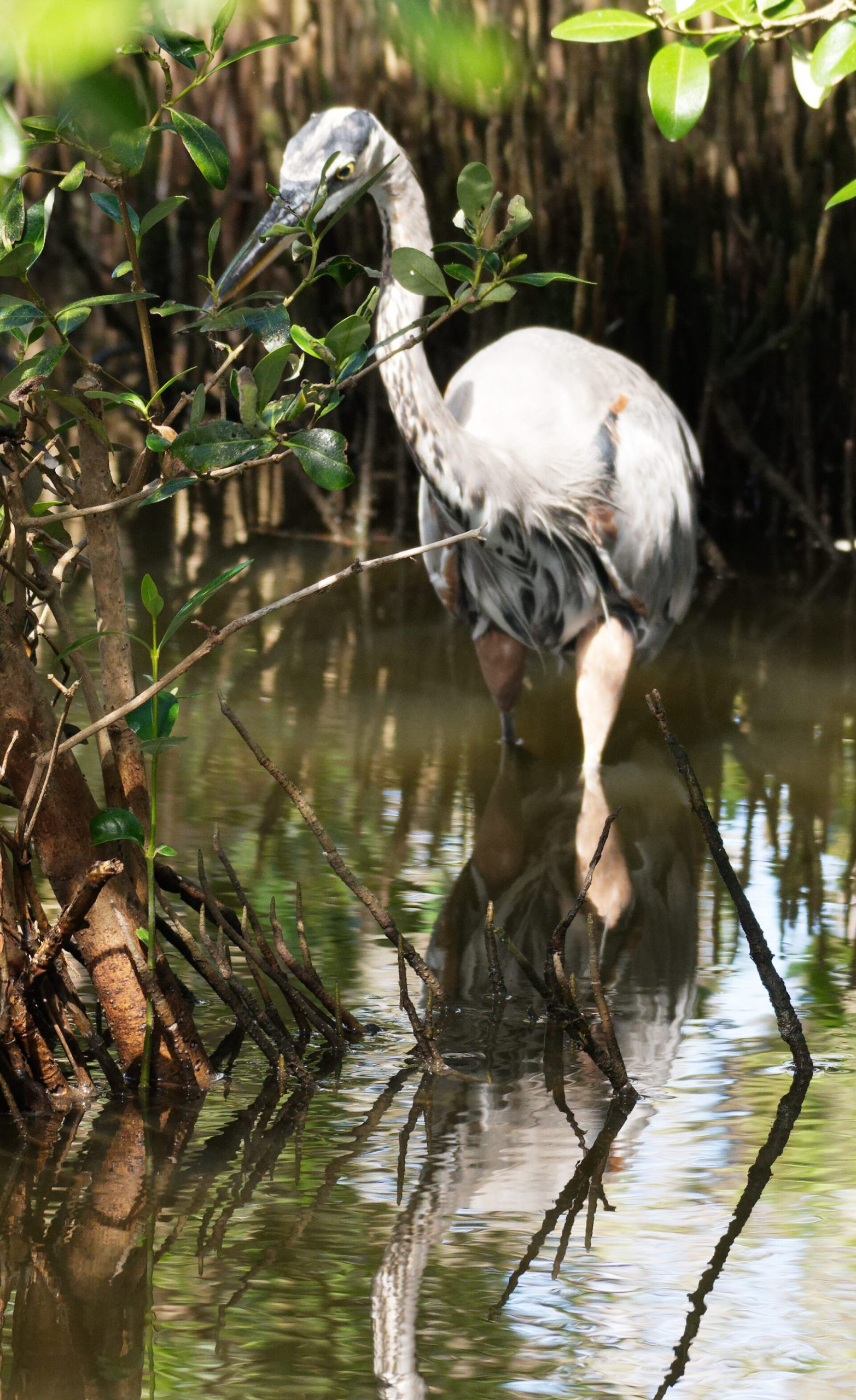 A great blue heron hunts in the shadows under a canopy of black mangroves. (Rick Kelley/Valley Morning Star)