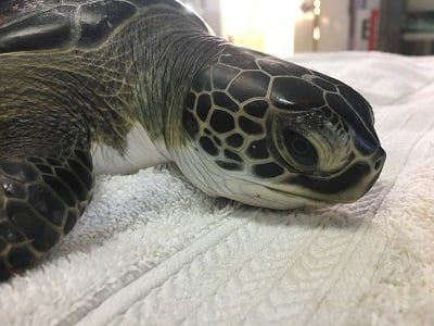 Meet Tumble! Sea Turtle Inc. introduces newest patient