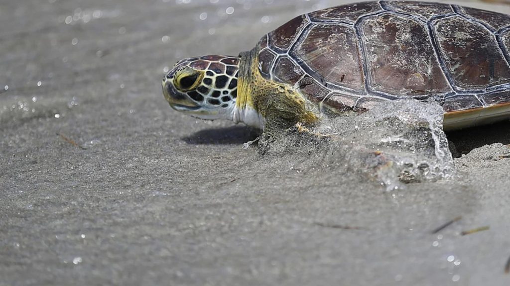 Sea Turtle Inc. Teaches About Environmental Conservation on South Padre Island