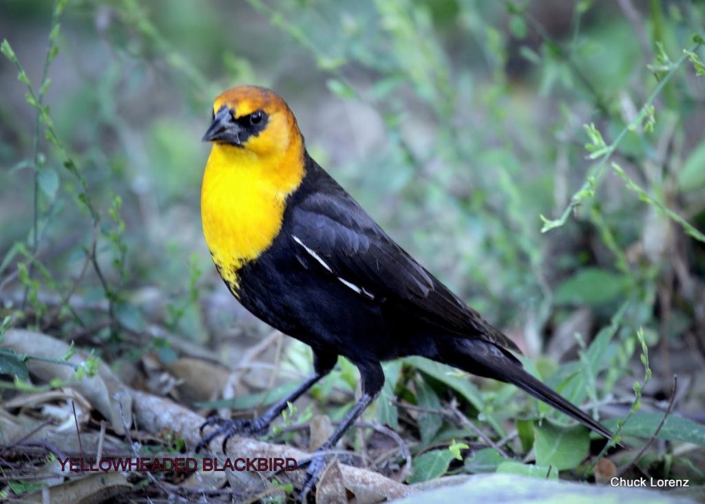 Yellow-headed Blackbirds stopping by