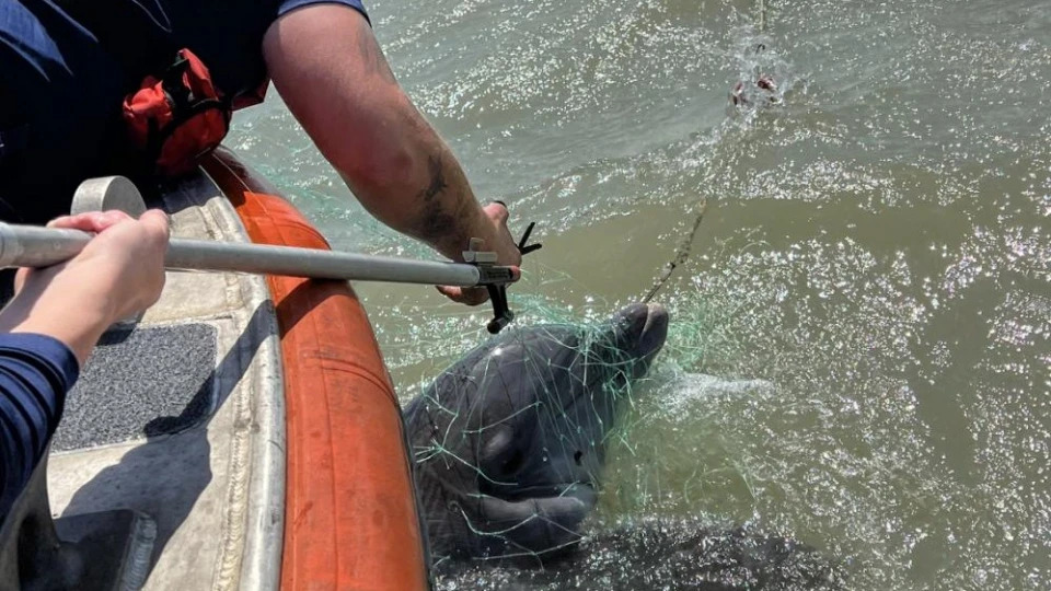 Illegal fishing net traps dolphin, multiple sharks and fish