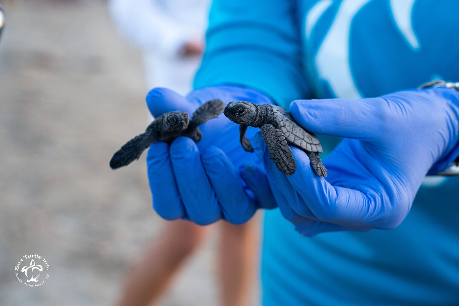 Island sees sea turtle nesting season begin 