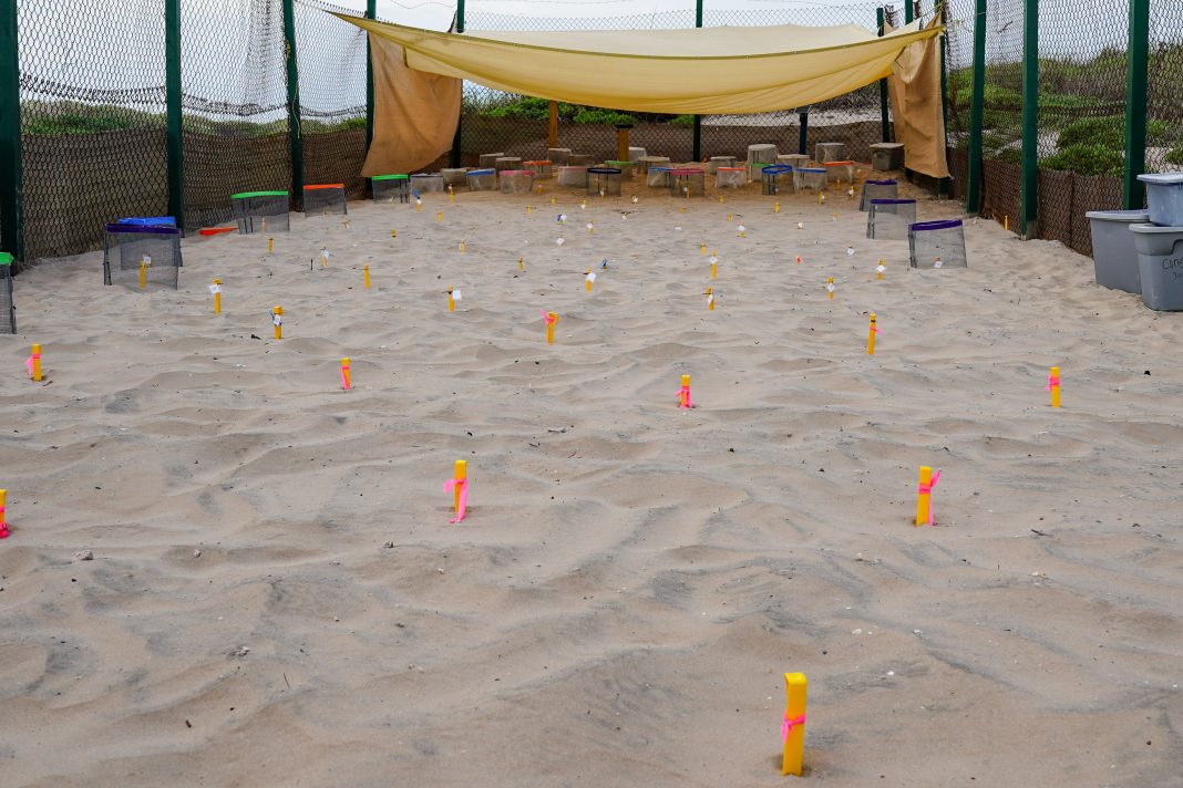 Stakes dot the ground to mark the locations of Kemp’s ridley sea turtle nests Saturday, June 3, 2023, at Sea Turtle, Inc.’s protective corral on South Padre Island. (Denise Cathey/The Brownsville Herald)