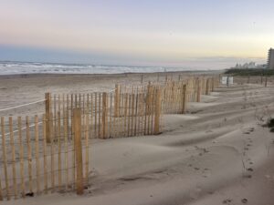 Fencing-and-native-plants-support-dune-restoration-1-300x225 