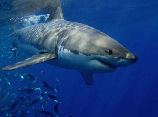 Great White Shark pinged near South Padre Island 
