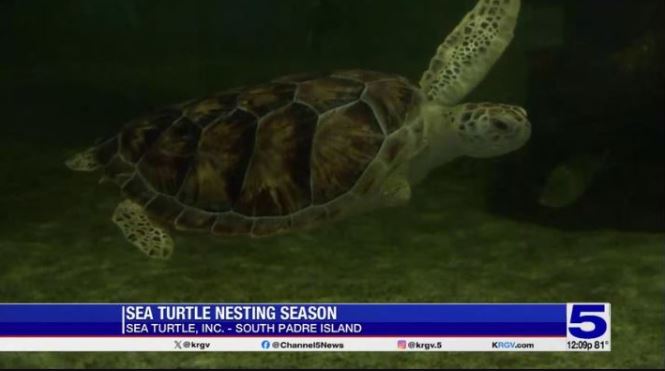 Sea turtle nesting season underway at South Padre Island
